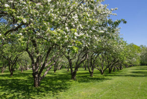Fruitbomen onderhouden