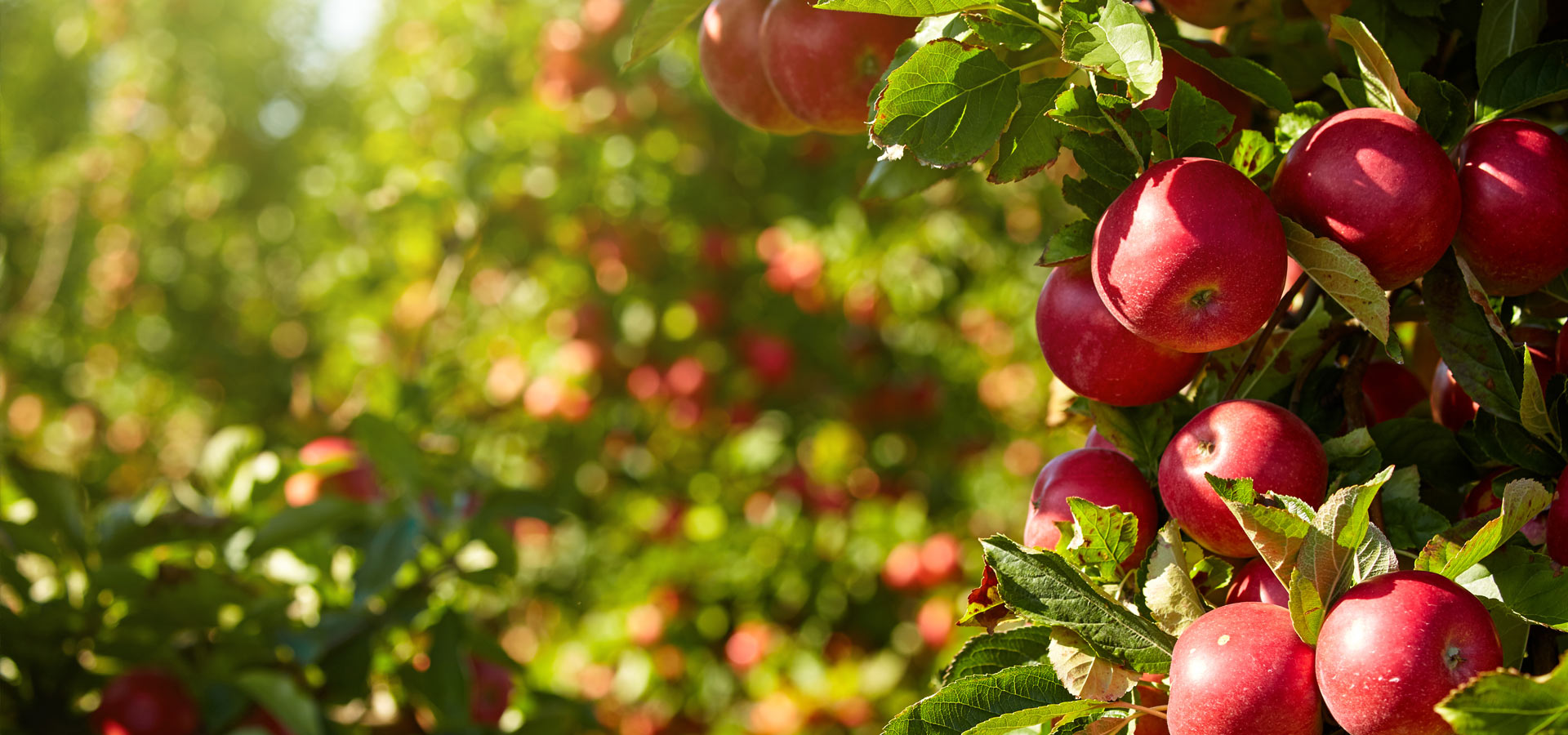 Oude fruitbomen boomgaard