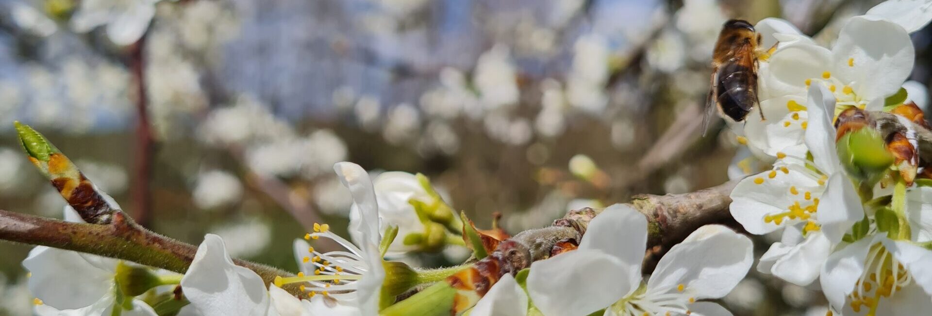 Oude fruitbomen bloesem