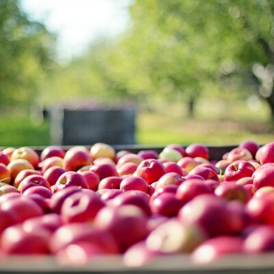 Appels oogsten