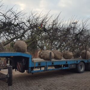 nieuwe bomen vrachtwagen