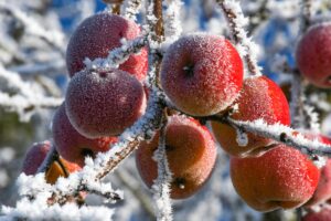 Appelboom in de winter