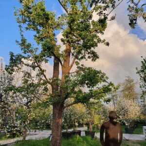 Grote oude fruitbomen; Echte blikvangers!