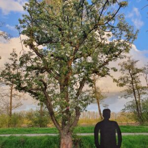 Grote oude fruitbomen; Echte blikvangers!
