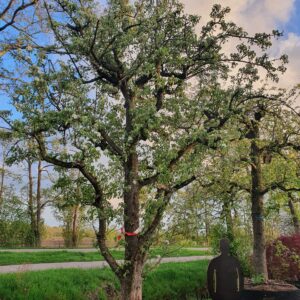 Grote oude fruitbomen; Echte blikvangers!