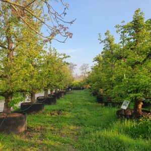 Grote oude fruitbomen; Echte blikvangers!