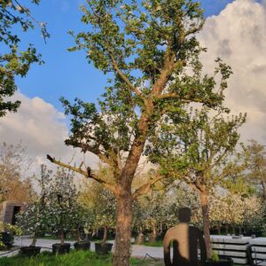 Grote oude fruitbomen; Echte blikvangers!