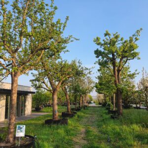 grote oude fruitbomen (2)