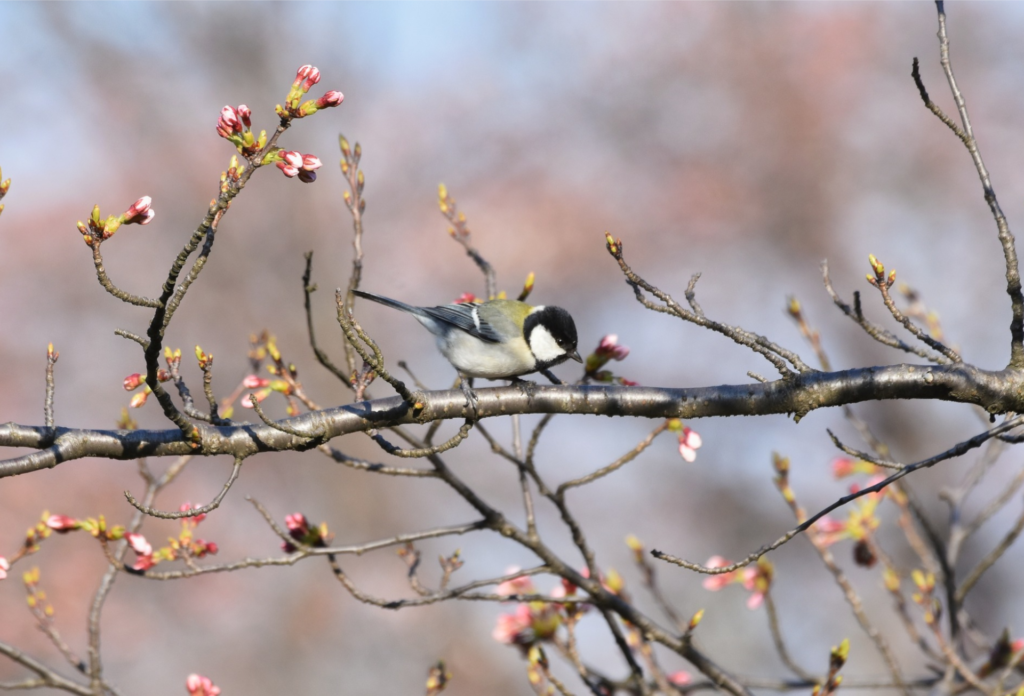 Zelf fruitbomen planten