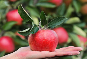oude fruitbomen cadeau