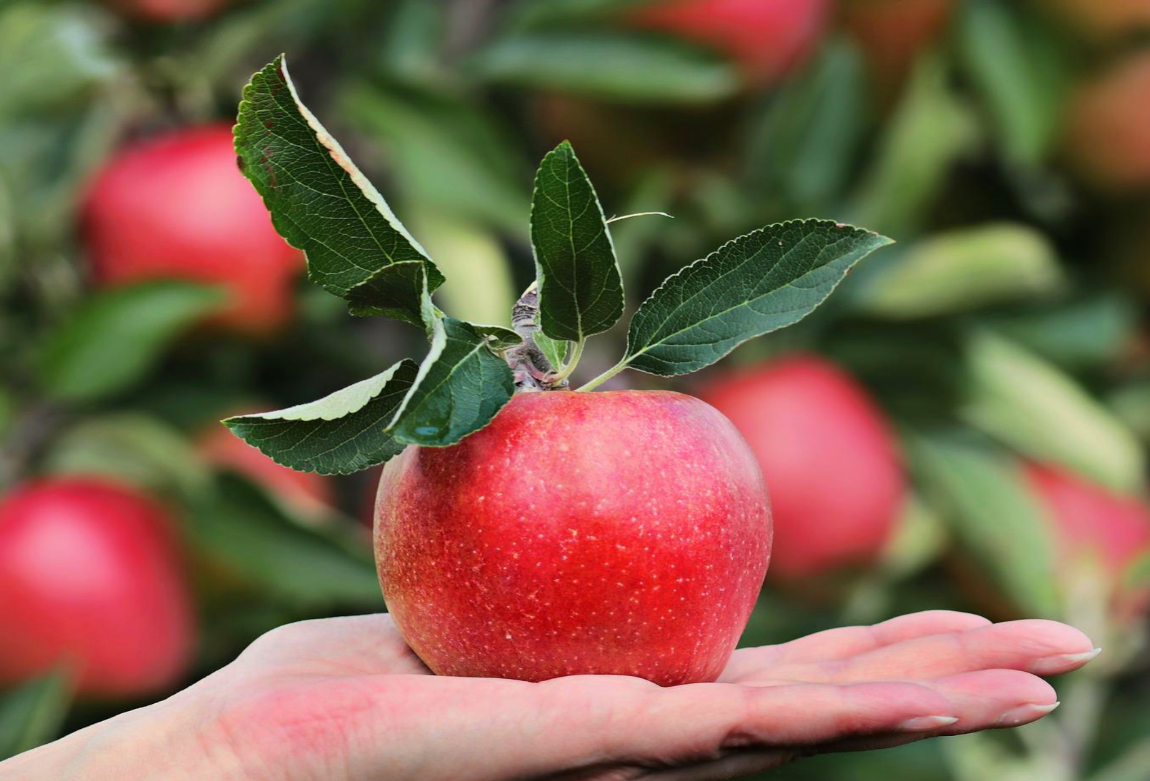 oude fruitbomen cadeau