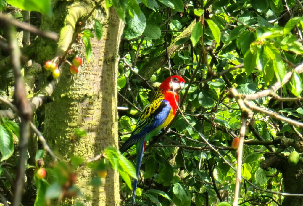 oude fruitbomen prachtrosella