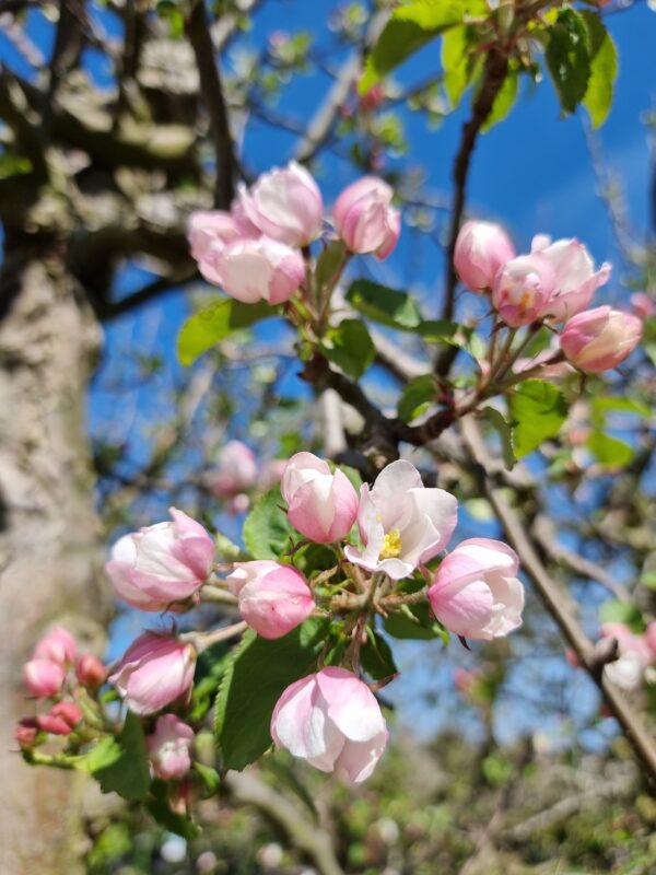 Appelboom Bloessem