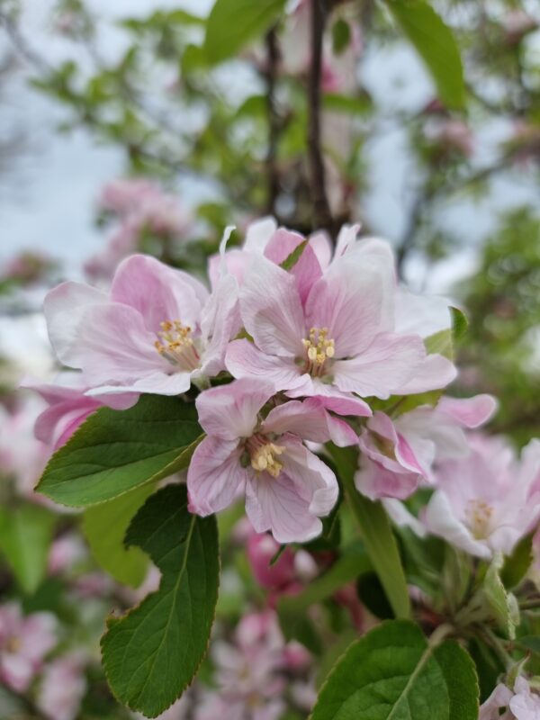 Appelboom bloesem