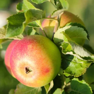 Alkmene Appelboom