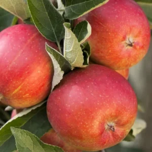 Braeburn Appelboom