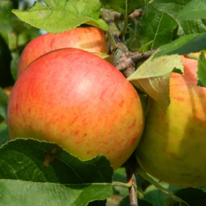 Gala Appelboom