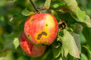 Appel aangetast door appelschurft in een vroeg stadium