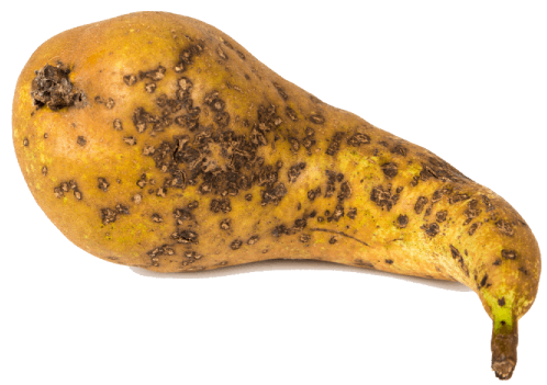 Besmette peer met schurft