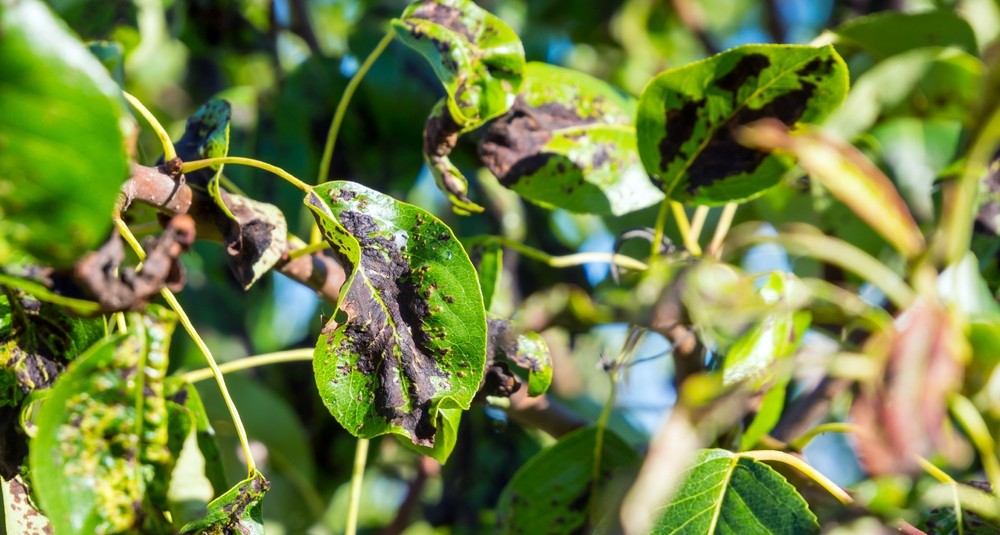 Zwarte bladeren perenboom