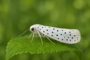 Spinselmot bestrijden