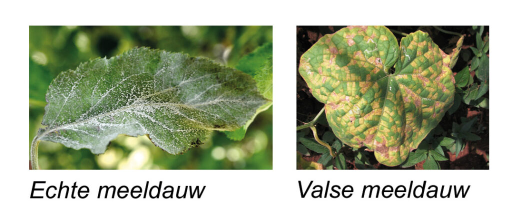 Echte meeldauw en valse meeldauw