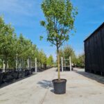 Rode Boskoop Nr. 551