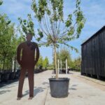 Groninger Kroon Nr. 411.1