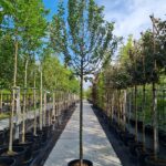 Ingrid Marie Nr. 422