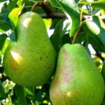 Beurré Alexander Lucas Nr. 10.2