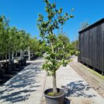 Beurré Hardy Nr. 20