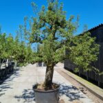 Bonne Louise d'Avranches Nr. 30