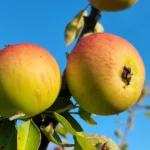 Bramley's Seedling Nr. 232.8