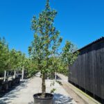 Clapp's Favourite Nr. 40.1