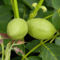 Juglans Regia Nr. 1002.8 - Afbeelding 2