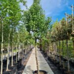 Triomphe de Vienne Nr. 142.2