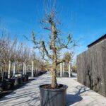 Doyenne du Comice Nr. 60.3