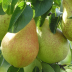 Doyenne du Comice Nr. 60.5