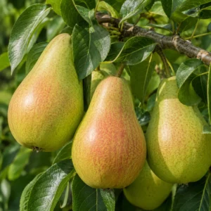 Oude Fruitbomen