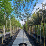 Lombarts Calville Nr. 482