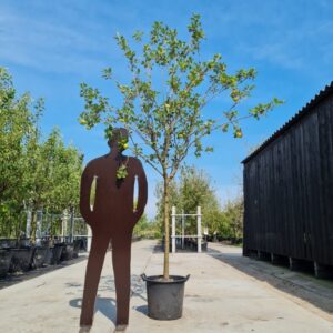 Elstar Halfstam met jonge vrucht met pop