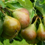 Gieser Wildeman Nr. 72.2