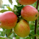 Groninger Kroon Nr. 412.6