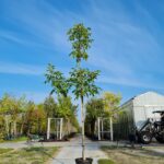 Juglans Regia 'Broadview' Nr. 1012