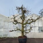 Doyenne du Comice Nr. 60.9