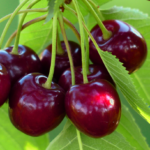 Regina Kersenboom Laagstam Nr. 750.1