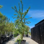 Reine Victoria Nr. 890.2