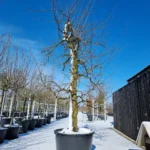 Reine Victoria Nr. 890.3