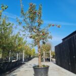 Rode Boskoop Nr. 550.2 opgesnoeid