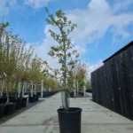 Rode Boskoop Nr. 550